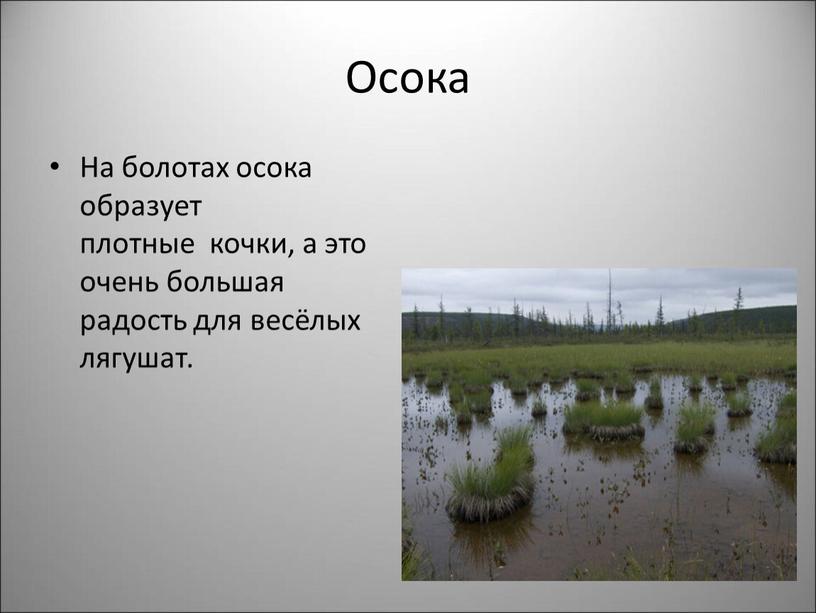 Осока На болотах осока образует плотные кочки, а это очень большая радость для весёлых лягушат