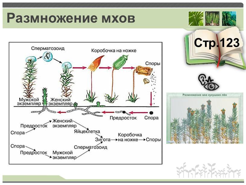 Размножение мхов Стр.123