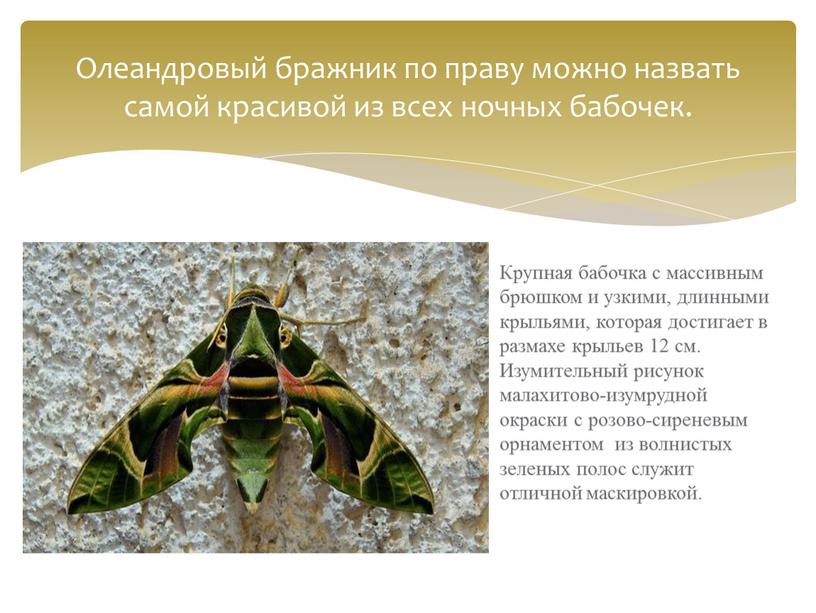 Олеандровый бражник по праву можно назвать самой красивой из всех ночных бабочек