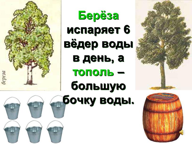 Берёза испаряет 6 вёдер воды в день, а тополь – большую бочку воды