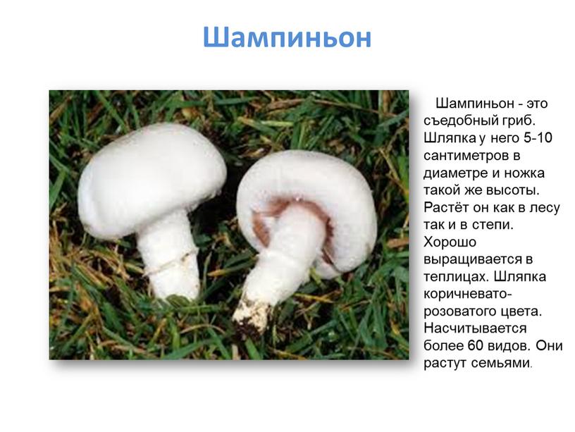Шампиньон Шампиньон Шампиньон - это съедобный гриб