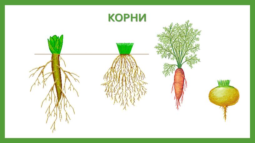 КОРНИ