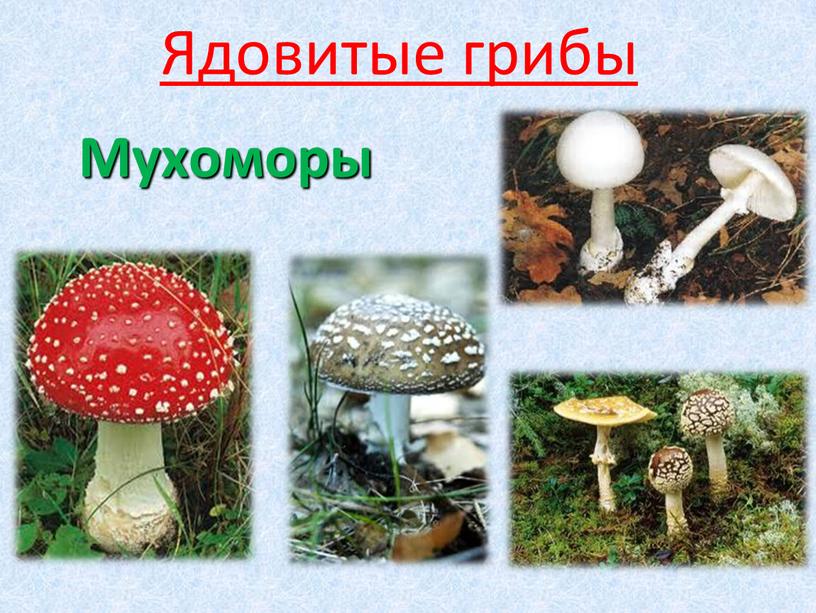 Ядовитые грибы Мухоморы