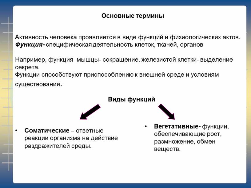 Активность человека проявляется в виде функций и физиологических актов