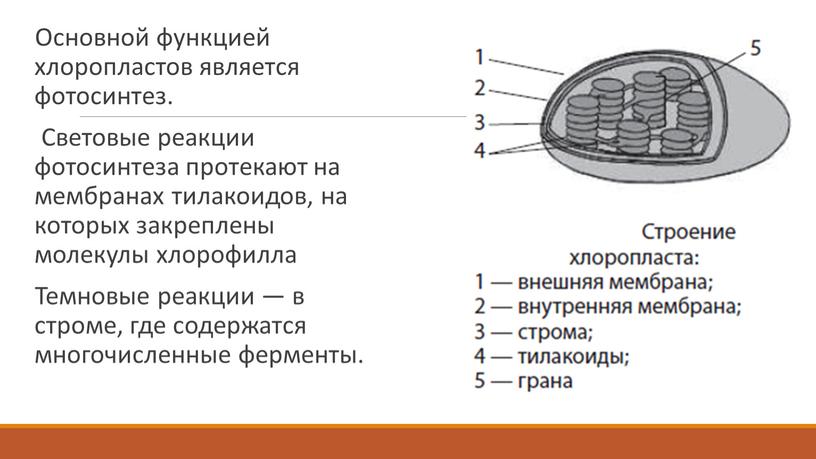 Основной функцией хлоропластов является фотосинтез