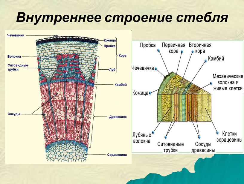 Внутреннее строение стебля