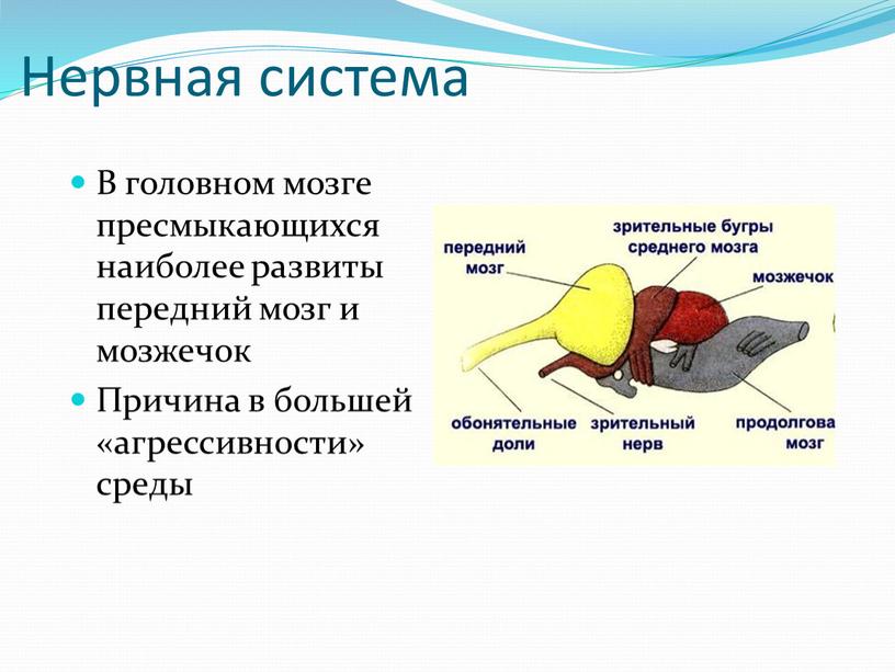 Нервная система В головном мозге пресмыкающихся наиболее развиты передний мозг и мозжечок