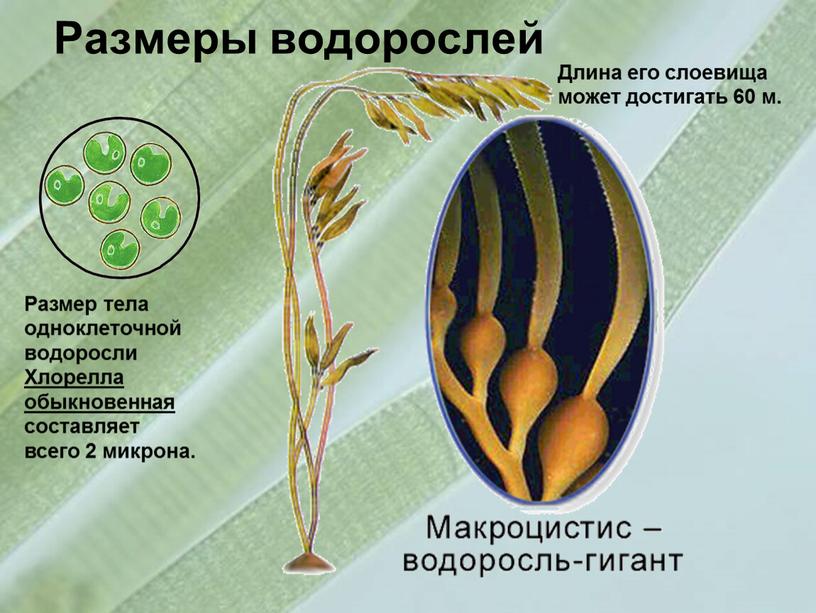 Размеры водорослей Длина его слоевища может достигать 60 м