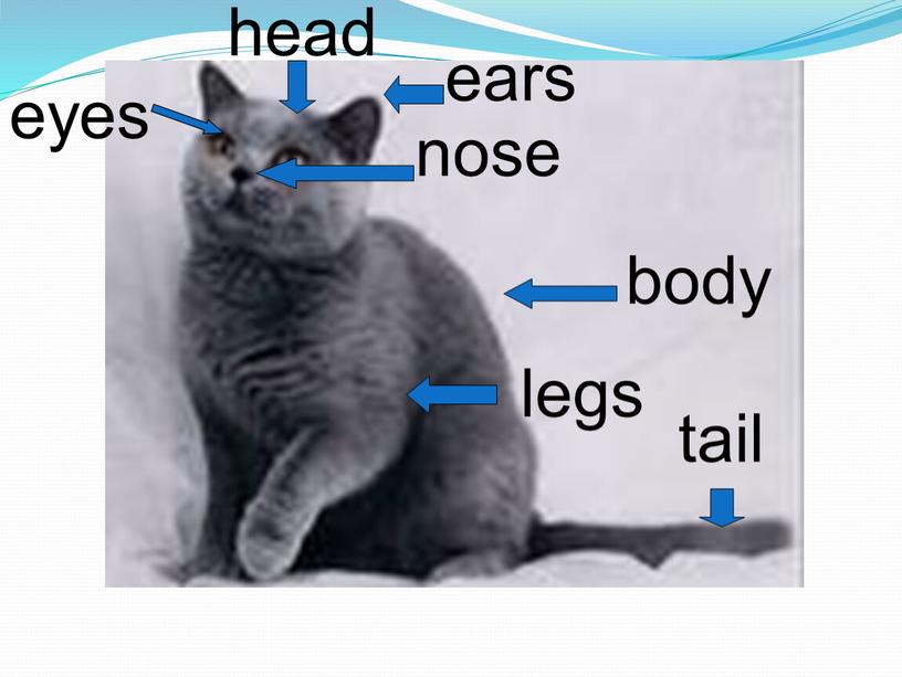 nose ears head eyes legs body tail
