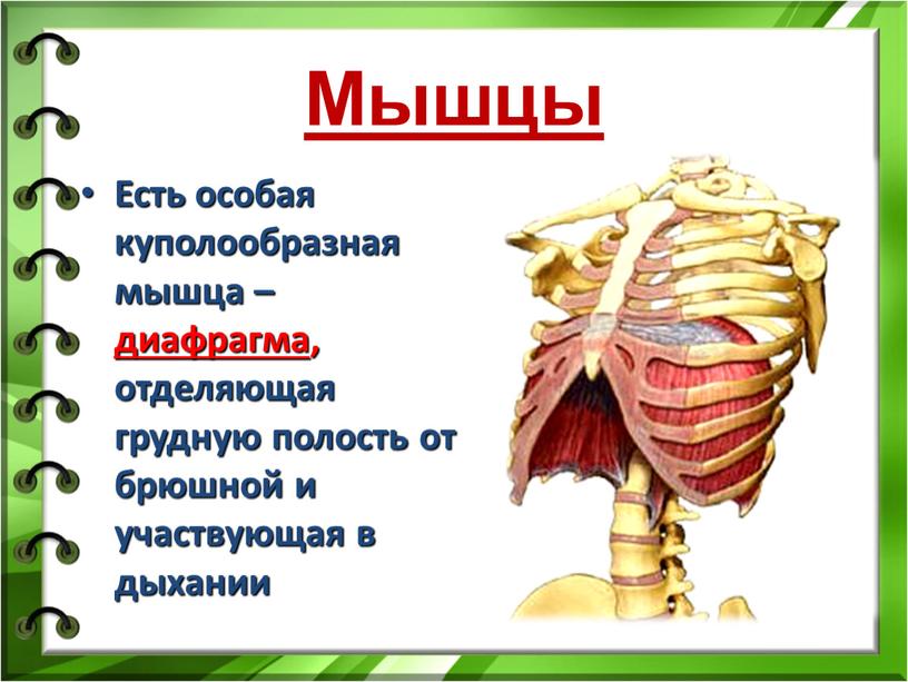 Мышцы Есть особая куполообразная мышца – диафрагма, отделяющая грудную полость от брюшной и участвующая в дыхании