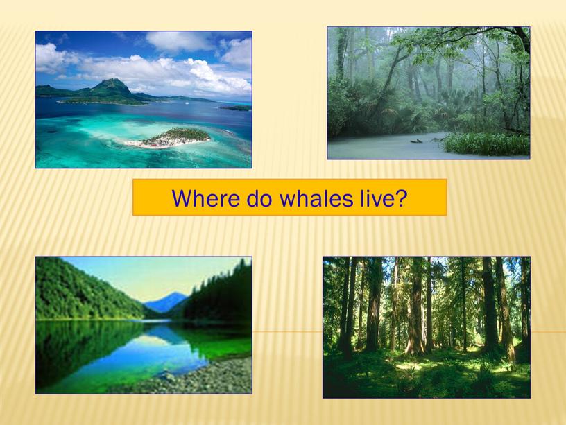 Where do whales live?