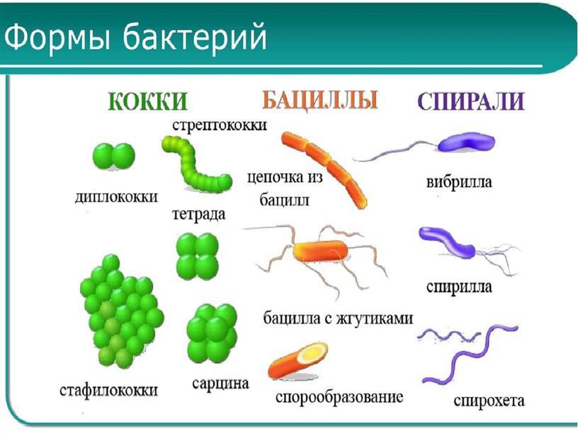 Презентация по биологии в 7 классе по теме "Бактерии"