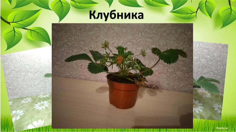 Клубника