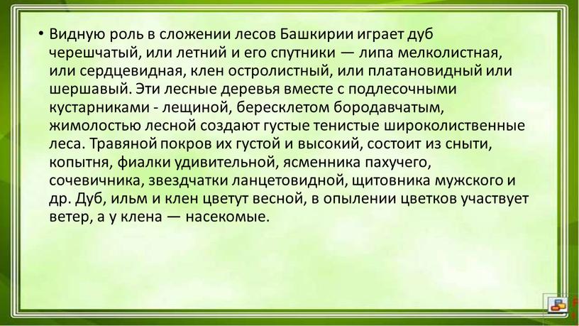 Видную роль в сложении лесов Башкирии играет дуб черешчатый, или летний и его спутники — липа мелколистная, или сердцевидная, клен остролистный, или платановидный или шершавый