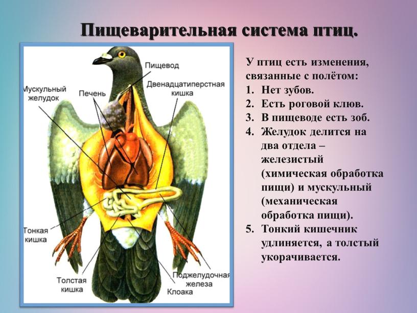 Пищеварительная система птиц. У птиц есть изменения, связанные с полётом: