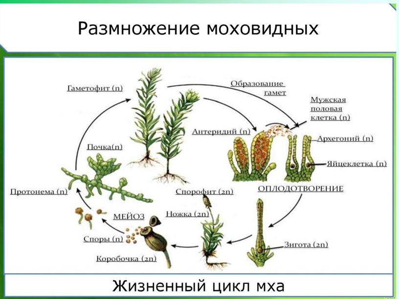 Презентация Проект Моховидные Новосибирской области