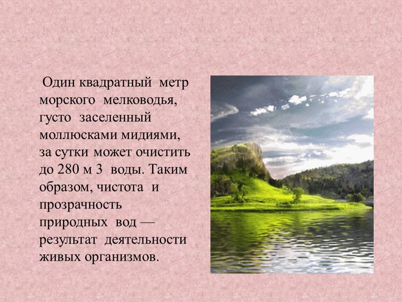 Один квадратный метр морского мелководья, густо заселенный моллюсками мидиями, за сутки может очистить до 280 м 3 воды