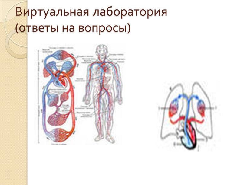 Виртуальная лаборатория (ответы на вопросы)