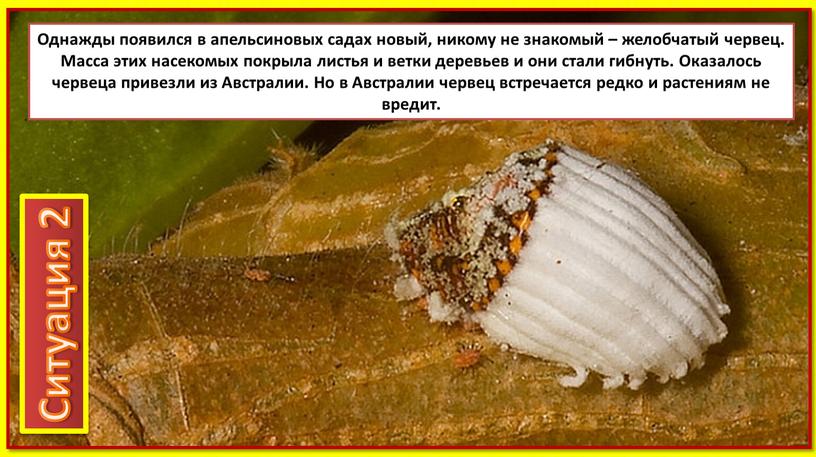 Однажды появился в апельсиновых садах новый, никому не знакомый – желобчатый червец