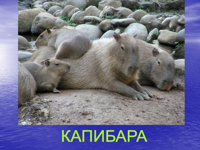 КАПИБАРА