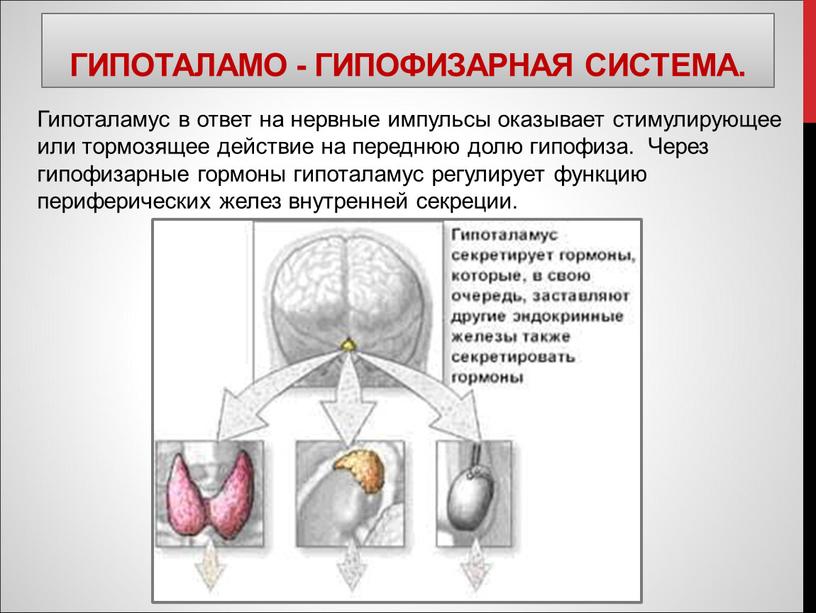 Гипоталамо - гипофизарная система