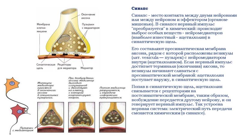 Синапс Синапс - место контакта между двумя нейронами или между нейроном и эффектором (органом-мишенью)