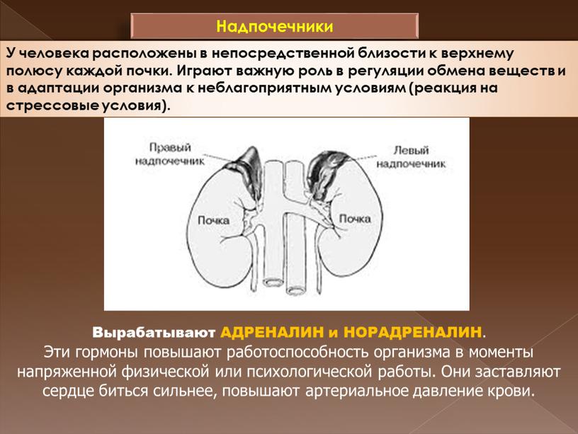 Надпочечники У человека расположены в непосредственной близости к верхнему полюсу каждой почки