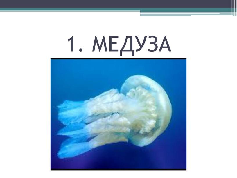 1. МЕДУЗА