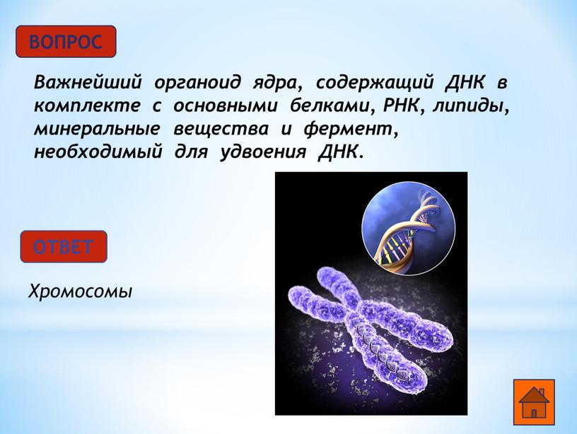 Хромосомы Важнейший органоид ядра, содержащий