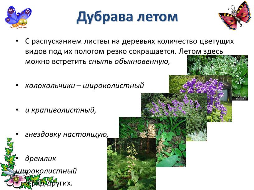 Дубрава летом С распусканием листвы на деревьях количество цветущих видов под их пологом резко сокращается