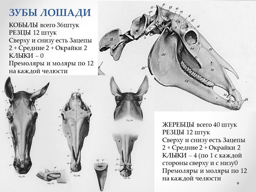 ЗУБЫ ЛОШАДИ КОБЫЛЫ всего 36штук