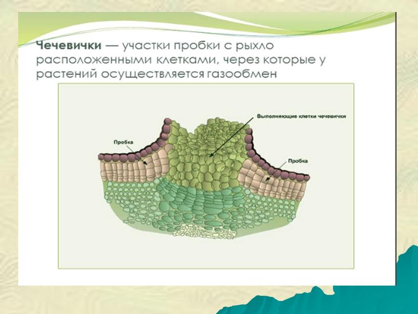 Презентация по теме : Строение стебля