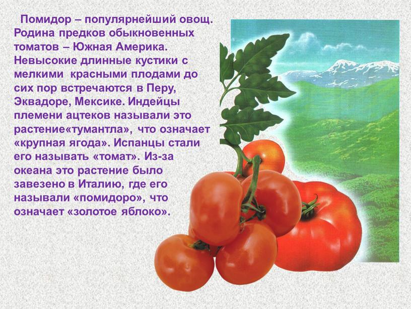 Помидор – популярнейший овощ. Родина предков обыкновенных томатов –