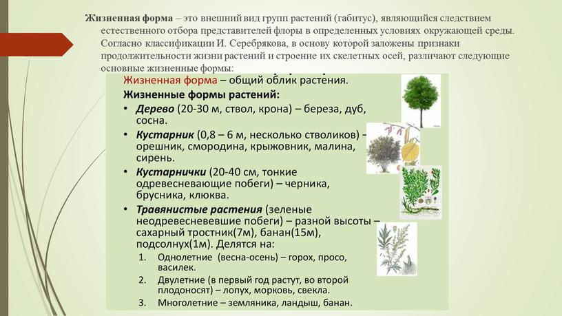 Жизненная форма – это внешний вид групп растений (габитус), являющийся следствием естественного отбора представителей флоры в определенных условиях окружающей среды