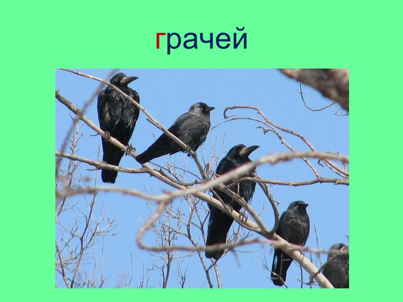 грачей