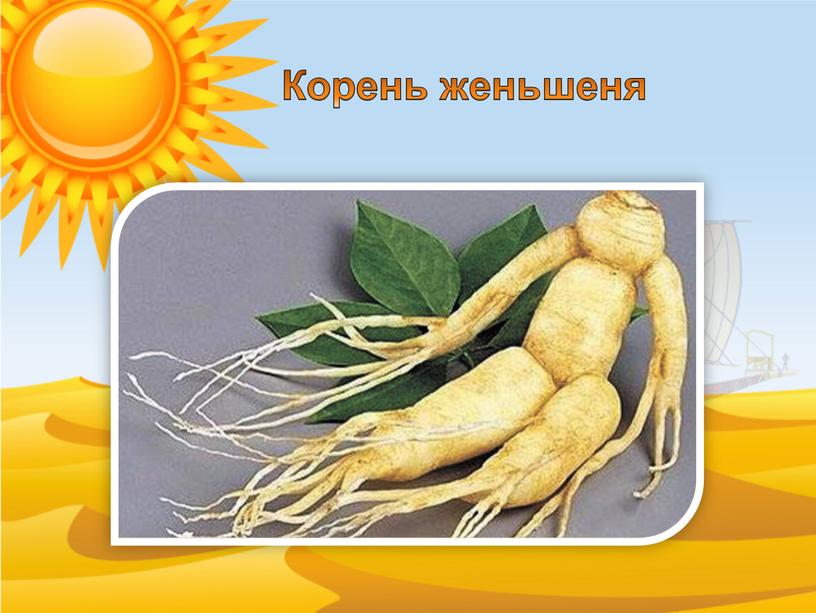 Корень женьшеня