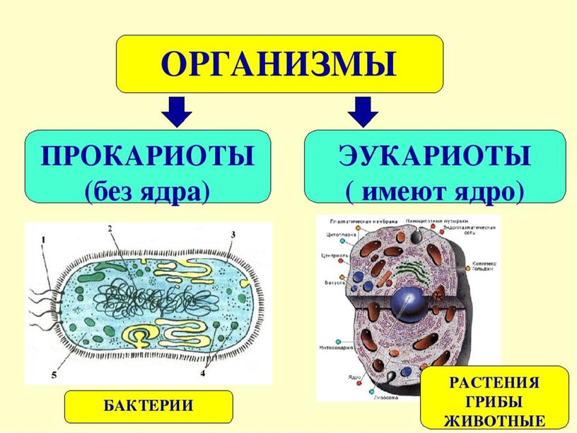 Презентация по биологии в 7 классе по теме "Бактерии"