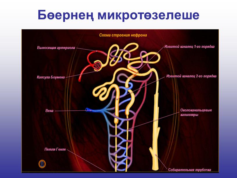 Бөернең микротөзелеше