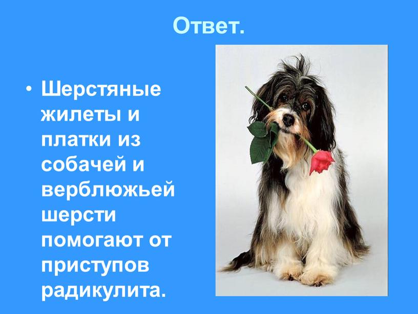 Ответ. Шерстяные жилеты и платки из собачей и верблюжьей шерсти помогают от приступов радикулита