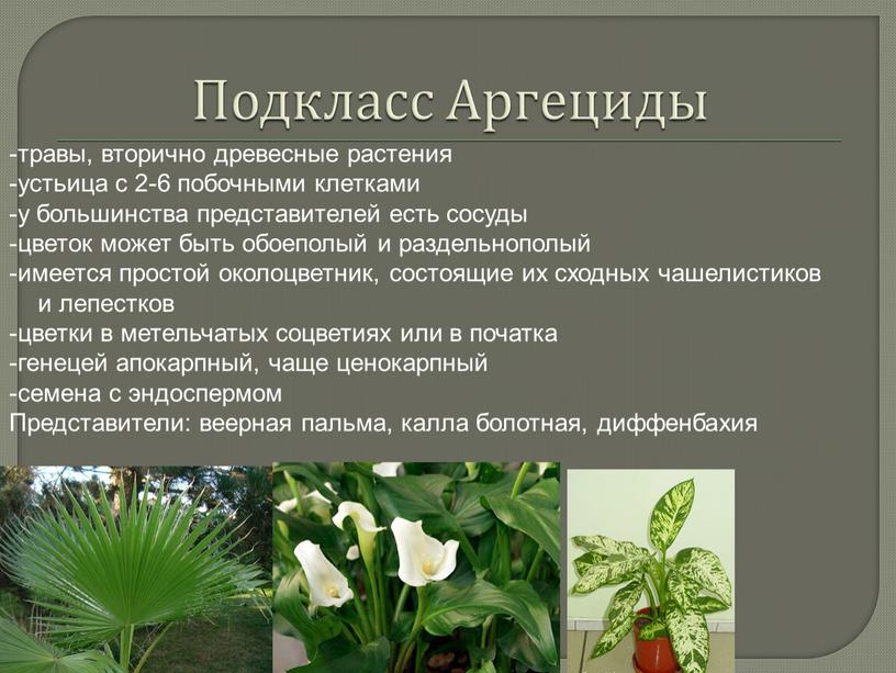 Подкласс Аргециды -травы, вторично древесные растения -устьица с 2-6 побочными клетками -у большинства представителей есть сосуды -цветок может быть обоеполый и раздельнополый -имеется простой околоцветник,…