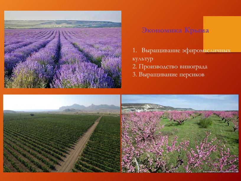 Экономика Крыма Выращивание эфиромасличных культур 2