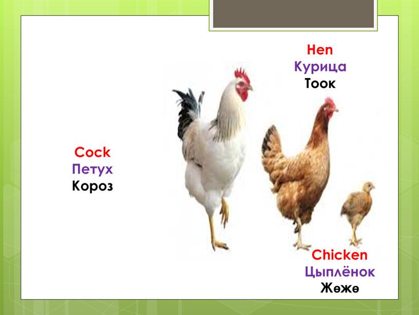 Cock Петух Короз Hen Курица Тоок