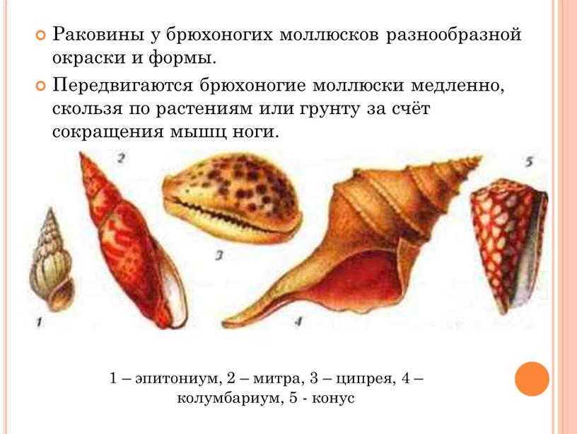 Раковины у брюхоногих моллюсков разнообразной окраски и формы