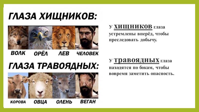 У хищников глаза устремлены вперёд, чтобы преследовать добычу