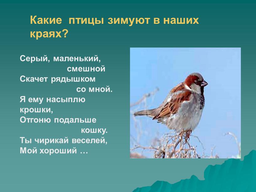 Какие птицы зимуют в наших краях?