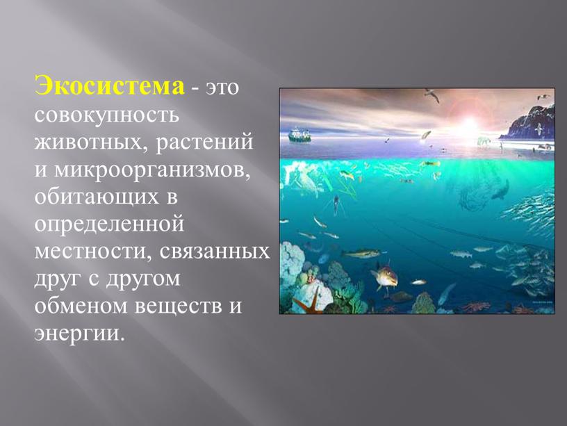 Экосистема - это совокупность животных, растений и микроорганизмов, обитающих в определенной местности, связанных друг с другом обменом веществ и энергии