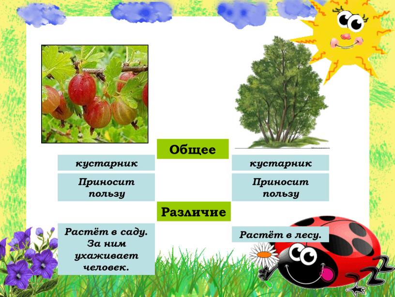 Общее кустарник кустарник Приносит пользу