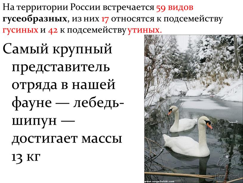 На территории России встречается 59 видов гусеобразных , из них 17 относятся к подсемейству гусиных и 42 к подсемейству утиных