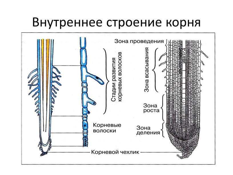 Внутреннее строение корня