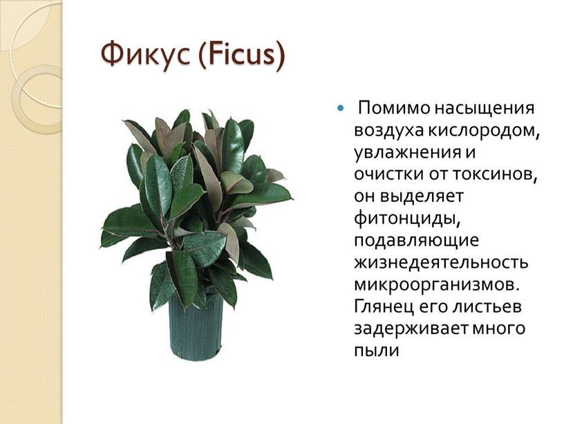 Фикус (Ficus) Помимо насыщения воздуха кислородом, увлажнения и очистки от токсинов, он выделяет фитонциды, подавляющие жизнедеятельность микроорганизмов